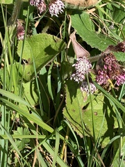 Petasites pyrenaicus