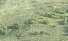 Giraffa camelopardalis antiquorum