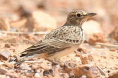 Galerida magnirostris