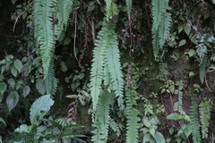 Osmolindsaea odorata