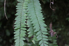 Osmolindsaea odorata