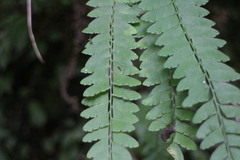 Osmolindsaea odorata