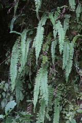 Osmolindsaea odorata