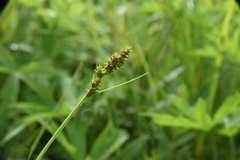 Carex arcta