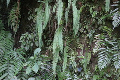 Osmolindsaea odorata