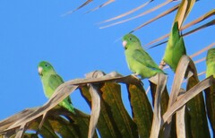 Forpus conspicillatus