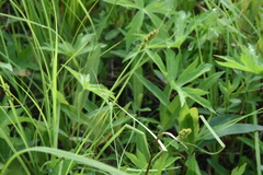 Carex arcta