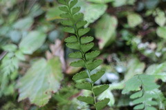 Osmolindsaea odorata