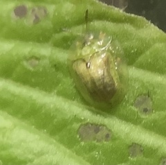 Cassida obtusata