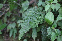 Callistopteris apiifolia