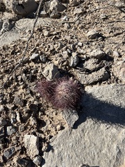 Echinomastus johnsonii