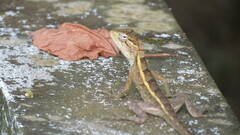 Calotes versicolor