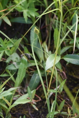 Carex arcta