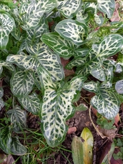 Arum italicum