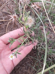 Noticastrum sericeum
