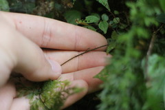 Callistopteris apiifolia