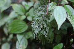 Callistopteris apiifolia