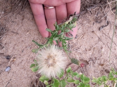 Noticastrum sericeum