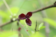 Akebia trifoliata