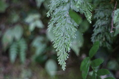 Callistopteris apiifolia