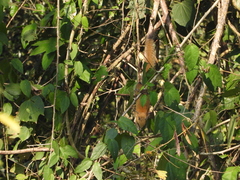 Callosciurus caniceps