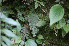 Callistopteris apiifolia