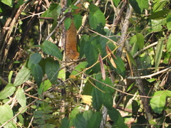 Callosciurus caniceps