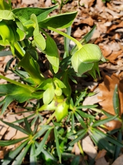 Helleborus foetidus