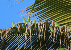 Forpus conspicillatus
