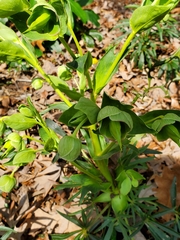 Helleborus foetidus
