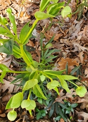 Helleborus foetidus