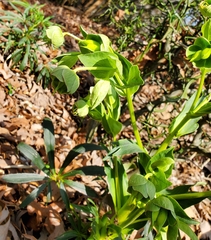 Helleborus foetidus