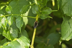 Pseudomops septentrionalis