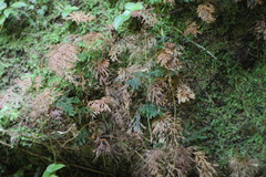 Callistopteris apiifolia