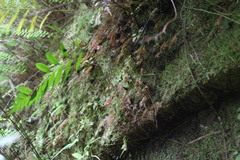 Callistopteris apiifolia