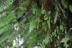 Callistopteris apiifolia