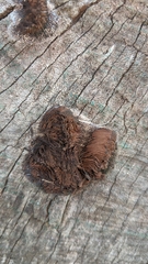 Stemonitis