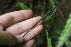 Cyclogramma omeiensis