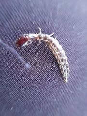 Raphidia