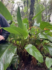 Calathea ischnosiphonoides