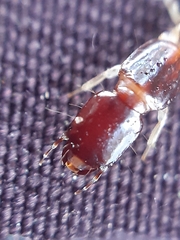 Raphidia
