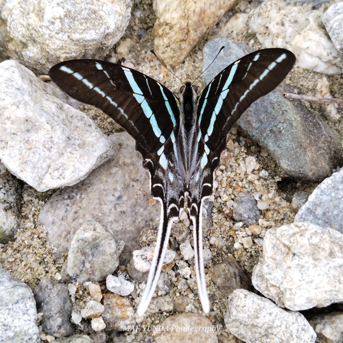 Monkey Swordtail