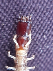 Raphidia