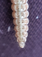 Raphidia