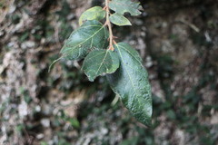 Ficus pumila awkeotsang