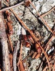 Pseudomethoca sanbornii
