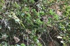 Ficus pumila awkeotsang