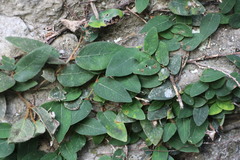 Ficus pumila awkeotsang
