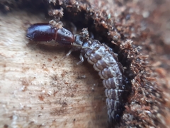 Raphidia