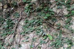 Ficus pumila awkeotsang